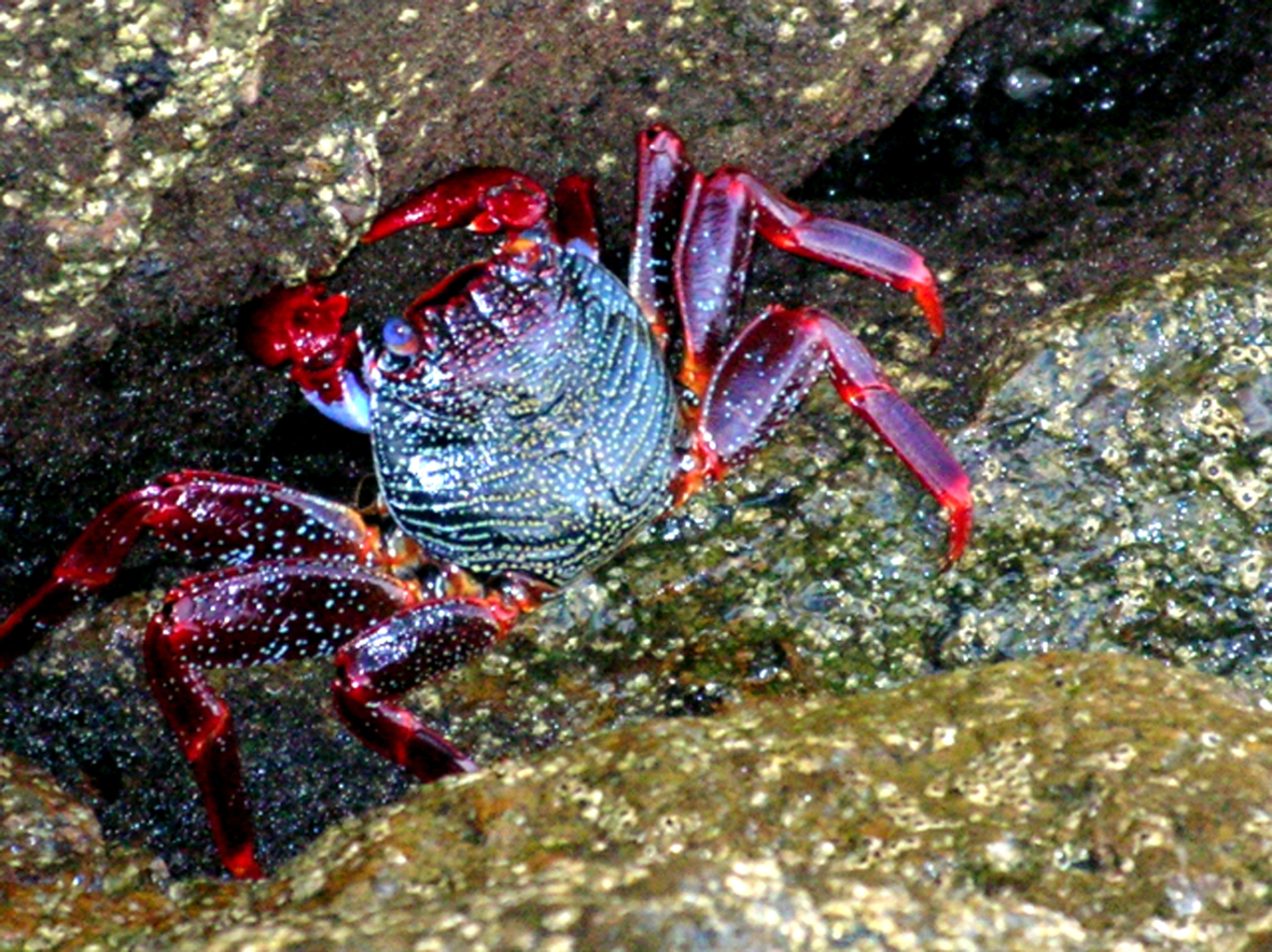 Crab, Heart Island, Puerto Rico, Gran Canary